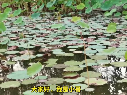 池塘种植“睡莲〞,只需把水位控制好,就能顺利地生长!#睡莲盛开 #出淤泥而不染 #荷塘美景
