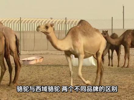 碰瓷大品牌的那些“品牌”
#骆驼冲锋衣 #西域骆驼