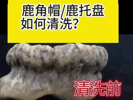 鹿角冒/鹿托盘打粉之前这样清洗#家乡特产 #东北三农