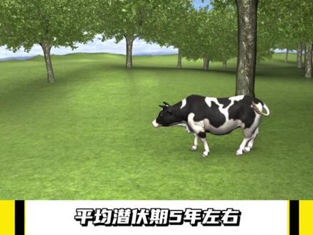 到处撞人的疯牛,被击毙后它的肉能吃吗? #牛顶人 #牛撞人 #牛