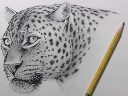 素描—— 豹子头像 #动物素描 #素描教程