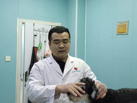 什么品种的狗狗需要拔耳毛?拔耳毛看着都疼?其实不是你想想的。