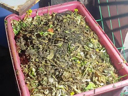 沤肥太臭,而高温堆肥又会丢失大量的氮,所以对于我们楼顶种菜这种很小型的,都不太适合。#楼顶菜园 #种菜 #堆肥 #沤肥