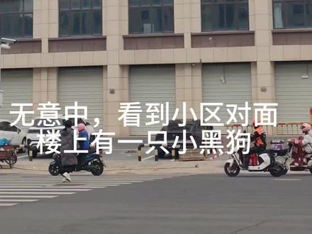 @抖音小助手 @抖音创作小助手 #拯救流浪狗