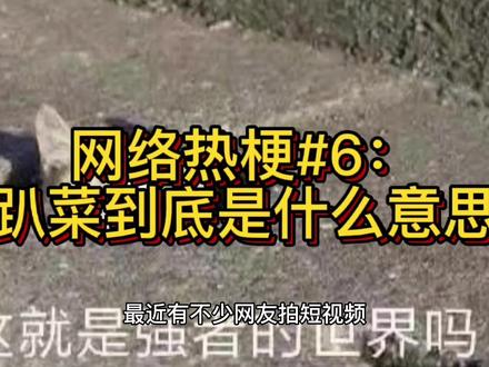 网络热梗#6:小趴菜到底是什么意思? #段子 #小趴菜 #小趴菜是什么意思 #热梗
