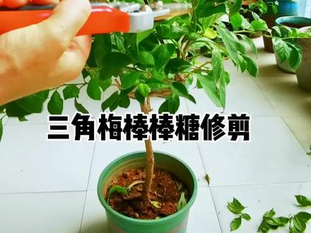 打造三角梅棒棒糖#三角梅 #养护小知识 #修剪