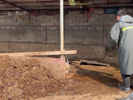 被扔在牛圈等死的狗狗,睡粪坑喝脏水满身虫卵,获救后感动得落泪 #狗狗 #流浪狗救助 #流浪狗不再流浪