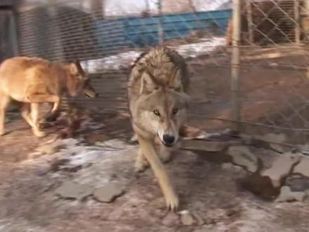 牧民捡回三只小狼崽,驯化狼崽“以狼治狼” #狼 #保护野生动物