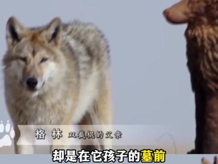 《重返狼群》格林的结局没能变成童话,只有母亲亲手为我的孩子雕刻的墓碑#重返狼群 #格林 #李微漪 #感动 #动物