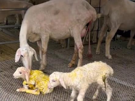 母羊子宫脱垂的应急措施!快收藏!✅#农村养羊 #羊羊得亿#养羊合伙人