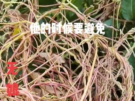 天上有无根之水,地上有无娘之藤,无娘藤,又叫无根藤,利水 排 毒 三 降 之草 #中草药 #创作灵感 #抖音助农 @