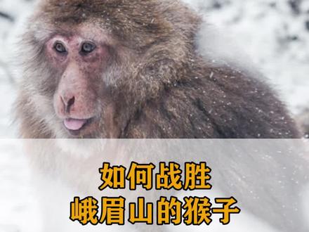 如何战胜峨眉山的猴子#猴子🐒 #四川