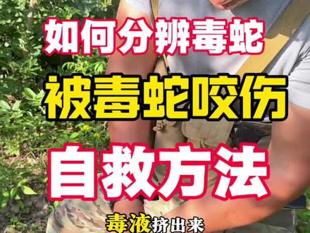 万一被蛇咬伤了,如何分辨是不是毒蛇!应该如何处理?#户外#野外生存#徒步#毒蛇咬伤