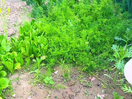 今天种荆芥,苦瓜搭架子#田园生活 #菜地 #记录我的种植生活#种菜的乐趣 #治愈系