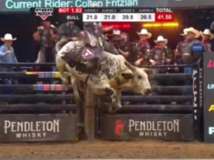 精彩的跳跳牛大赛,你能赢得10万美金的奖励吗?#精彩片段 #神奇动物在抖音