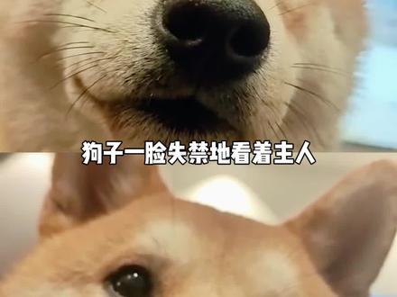 狗子一脸失禁地看着主人#娱乐评论大赏
