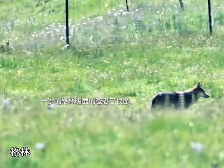 十岁的格林明显的已经不如从前了,李微漪也意识到这一次分别可能以后真的再也见不到了#格林#李微漪#重返狼群