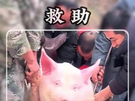 救助动物千万别把爱心变成了伤害!!!#动物救助 #动物 #科普一下