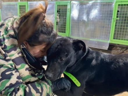 大可乐负伤归来,洋姐眼里藏不住的心疼 感谢洋姐拍摄,(cr:@洋姐网红零食 )洋姐辛苦了#西北刀客公益护农队 #创作者中心 #创作灵感 @西北刀客-公益护农 @西北刀客-机油手 @西北刀客-吴队 #实战猎犬