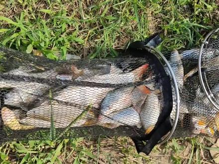 清流河探钓似刺鳊鮈。清流河滁河全线可钓,有石滩的地方最佳。
似刺鳊鮈,俗称石鲫,为土著鱼,分布十分广泛,爱吃虾肉螺蛳肉。吃口凶猛,钓底不过顿,否则容易深喉费子线#钓鱼人