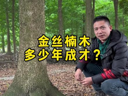 金丝楠木到底多少钱成材#金丝楠 #金丝楠木 #金丝楠木树苗