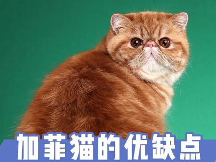 加菲猫的优缺点,养之前,最好了解一下#猫咪 #萌宠