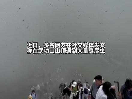 武功山景区“臭屁虫”泛滥,景区:每年五六月臭屁虫多很难根治,这虫不咬人但建议穿长袖长裤(九派新闻)