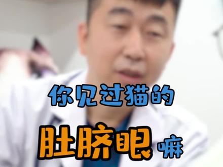 你看到过猫的肚脐眼嘛?#科学养宠 #喵星人 #猫 #萌宠出道计划 #人人都是爱宠分享官