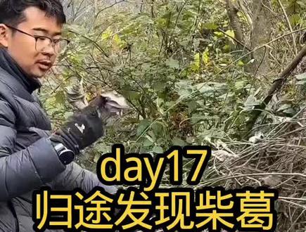 决赛第17天,荒野归途发现柴葛 #张家界七星山骆驼杯 #张家界七星山骆驼杯荒野挑战赛 #老六荒野 @老六荒野