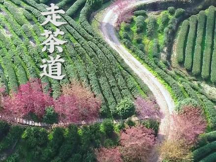 来武夷山旅游,这八项茶事一定不能错过!#茶旅研学 #武夷香江茗苑 #武夷山旅游 #武夷山攻略