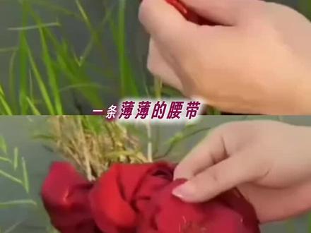 “妈妈,我的嗅觉很灵敏,其实你踏上草原的那一刻,风就告诉我了” #重返狼群 #格林 #李微漪