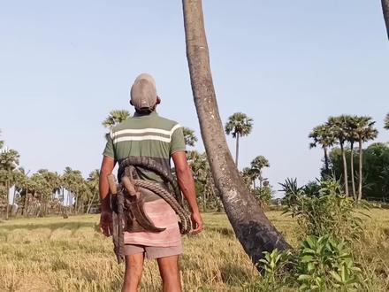 印度小伙摘椰子,只用两根绳子就能上树,速度比猴子还快,开眼了 #椰子 #爬树高手 #丛林飞跃 #摘椰子