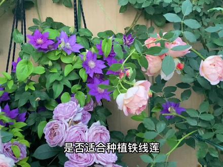 为什么说北方地区特别适合种植铁线莲#一花一草一世界 #小院时光 #养花修心 #我的花花草草🌸🌸 #我家小院 #花园生活