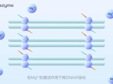 Tn5建库快速简便,应用广泛,但理不清其中原理?诺唯赞科普「视」务所,2分钟带你从Tn5结构、转座机制捋清如何进行文库构建,一看就明白啦!