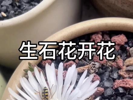 #生石花 #生石花多肉 秋季是生石花开花季节,一般的生石花养殖一到三年后会有开花能力。