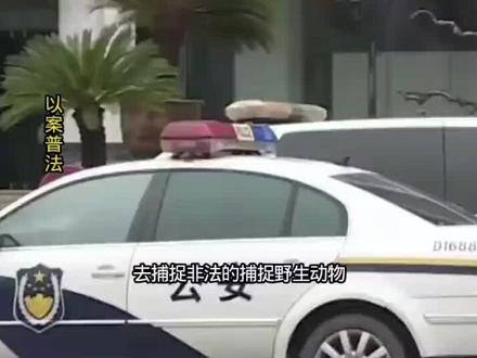 以案普法:贪食野味两男子非法猎杀野猪进牢房#以案普法#普法正能量#尊纪守法#法治报料#科普普法