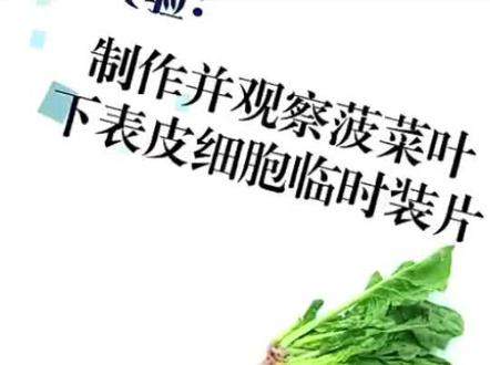 菠菜,西红柿,洋葱