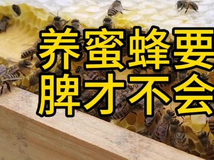 养蜜蜂要怎样加脾才不会起王台,乱加脾会引发蜂群起王台吗 #蜜蜂起王台 #蜜蜂起王台怎么办 #蜜蜂分蜂 #蜜蜂分蜂前兆 #怎样解除分蜂 #蜜蜂加脾的方法 #我的乡村生活 #农村养蜂 #农村原创视频 #诱蜂养蜂