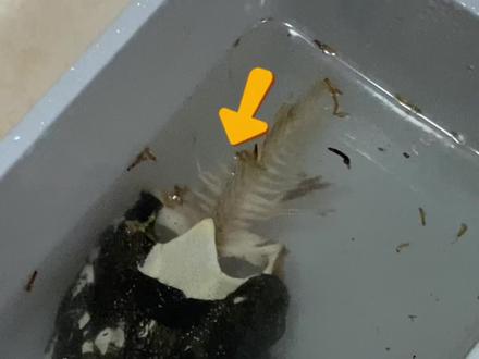 假如你不喜欢吃鱼头...
鱼头骨标本真的很难做啊!
好几次都拼出了新物种
制作不易请多多支持!
#标本制作 #标本制作过程 #标本师 #骨骼标本 #标本
