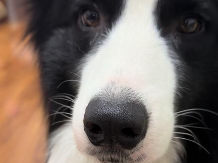 原来小狗也会馋的流口水#馋狗 #边牧