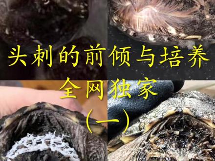 佛鳄头刺的前倾与培养#佛鳄龟 #佛鳄 #原种佛