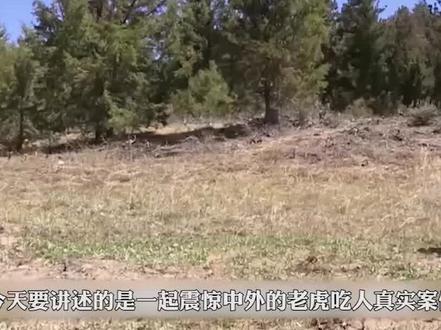 真实的老虎食人案例,老虎在吃人后真的会被杀掉吗 #动物世界 #大自然 #野生动物 #老虎