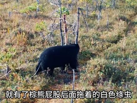 寄生虫绦虫到底有多可怕?#知识科普 #涨知识 #绦虫