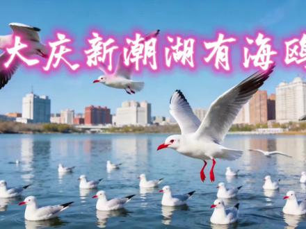 没事到新潮湖喂海鸥去,只吃面包!