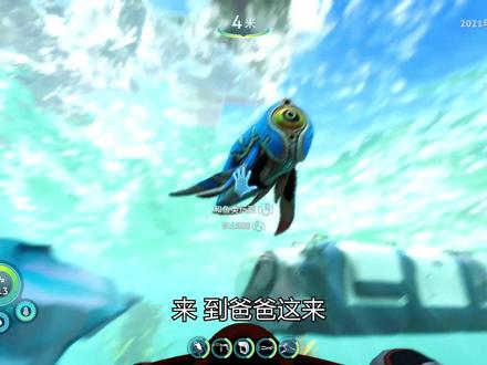 零度之下32:我终于孵化出了抱抱鱼,这几个小家伙太可爱了