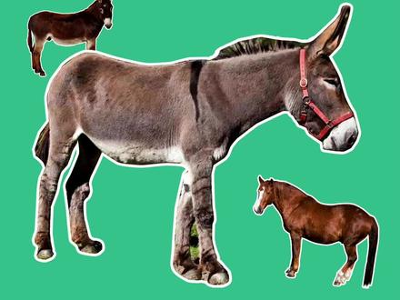 为什么骡子无法生育后代?你们见过骡子吗?#萌知计划 #科普知识 @抖音青少年 @DOU+小助手