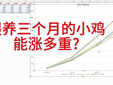 我的小鸡三个月啦它们都长了多重 #喂鸡 #抓鸡高手 #正宗土鸡