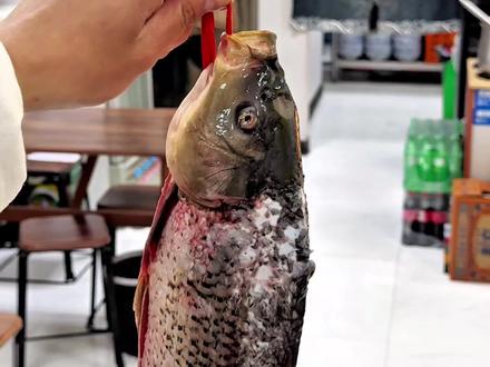 #美食教程 黄河大鲤鱼你学费了吗?@DOU+上热门