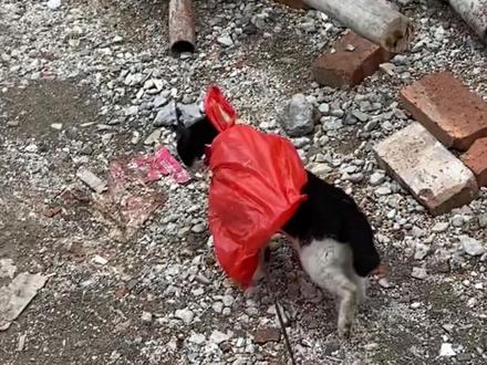 家人们我真的服了这个哭爸仔!#猫咪的迷惑行为 #动物的迷惑行为 #小猫咪能有什么坏心眼
