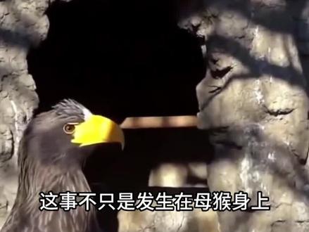 日本动物园独居母猿竟意外产崽!园方迷惑:到底是谁干的好事? #涨知识#科普#保护动物 #内容启发搜索#科普一下